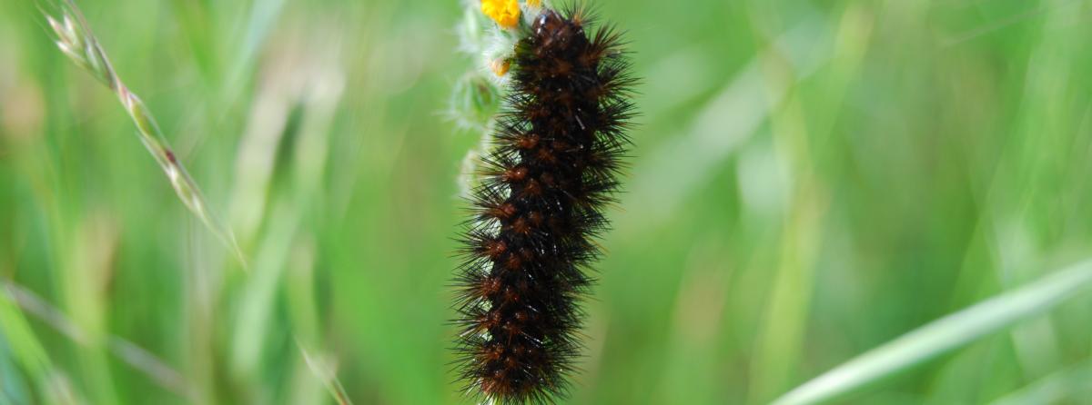 A caterpillar goes through a transformation before becoming a butterfly