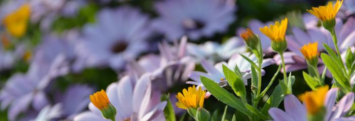 closeup of osteospermum and wild calendula spring flowers in the afternoon sunshine of sonoma county california